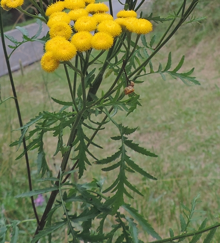 Tanacetum vulgare / Tanaceto